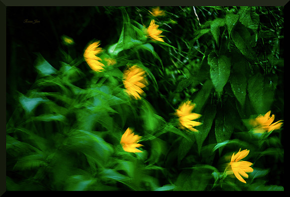 Daisies in a Breeze for web DSC_7639
