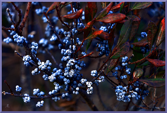 Blue-complected berries for web DSC_8126