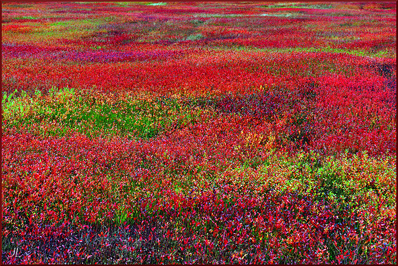 Field in Colchester County w sig DSC_3529