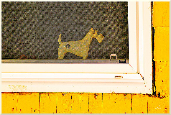 Doggy in the Window DSC_0926