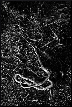 Earth Art DSC_8899