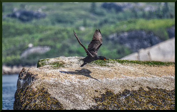 Shag Taking Off DSC_2400