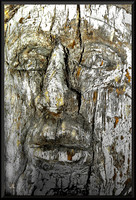 The Face in the Stump for web DSC_9030