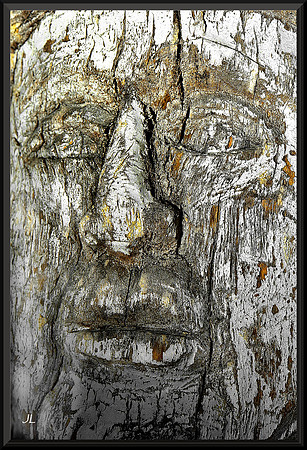 The Face in the Stump for web DSC_9030