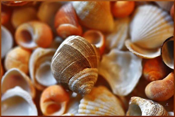 Seashells by the Seashore for web DSC_9037
