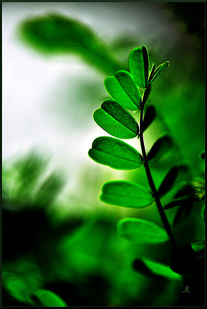 One Leaf for web DSC_9106