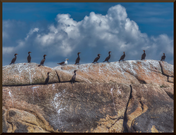 Ugly Cormorant w sig-bord DSC_2678