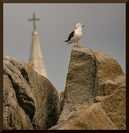 Gull and Steeple DSC_7630