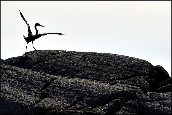 Crane Dance on Breakfast Rock 3 w sig DSC_3133