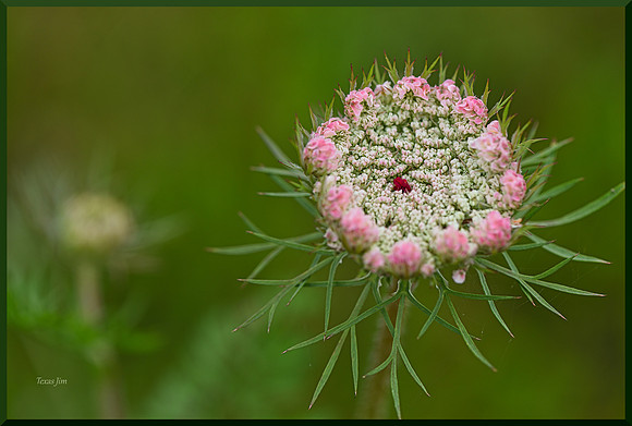 Bridal - Weed for web DSC_2701