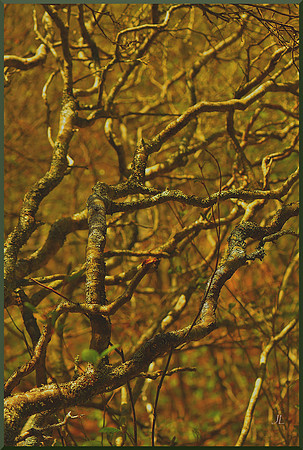 Thicket for web DSC_9317