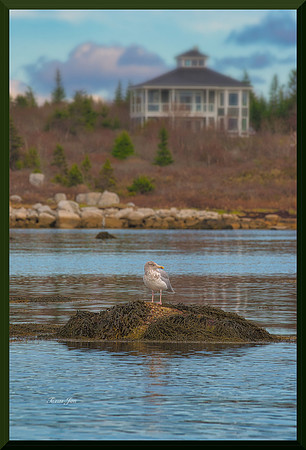 Gull and House for web DSC_7761