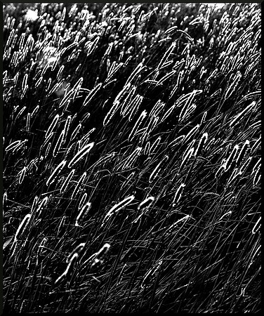 Seed Heads at Sundown DSC_9487