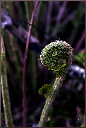 Furled Fern for web DSC_9323