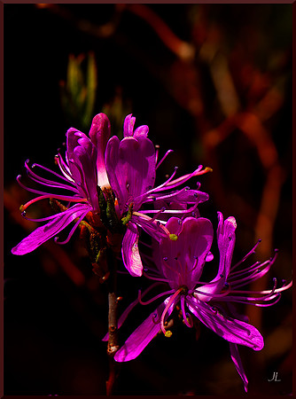 Wild Flower DSC_9324