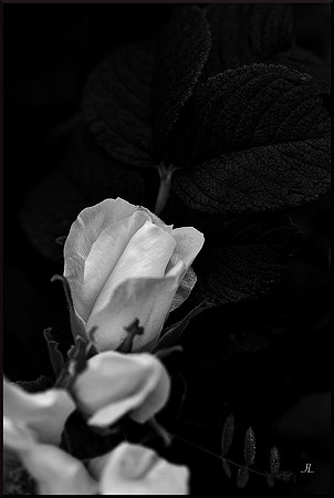 White Rose DSC_0039_01