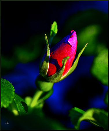 Saltwater Rose for web DSC_0025
