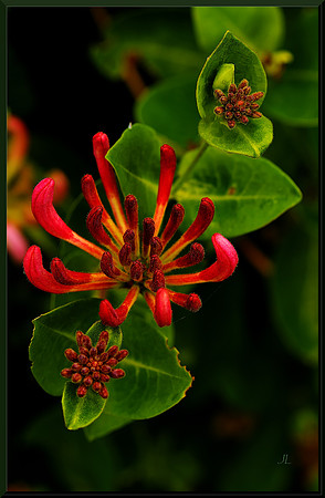Honeysuckle Blossoms for web DSC_0114