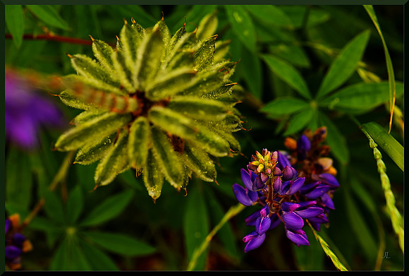 Lupine Magic for web DSC_0123