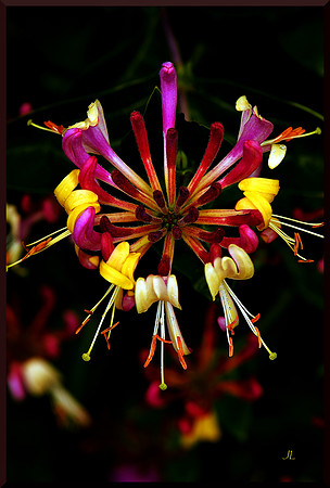 Honeysuckle Rainbow for web DSC_0116