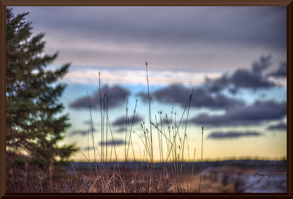 Tall Grass w sig-bord for web DSC_4304