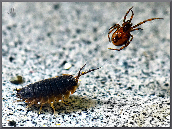 Pillbug and Spider 1 DSC_0153