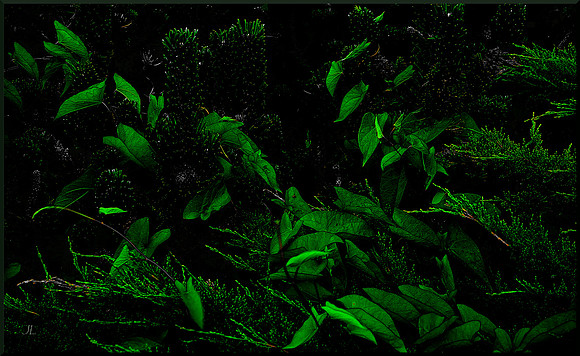Ivy, Cedar and Pine for web DSC_0299