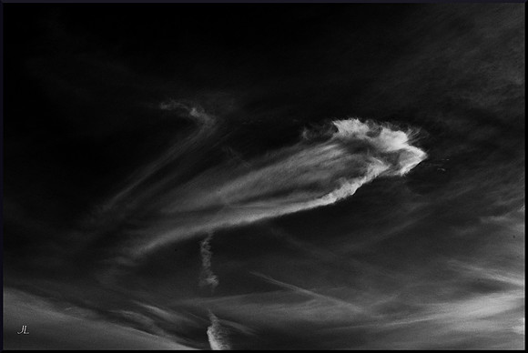 Skyflower DSC_0308