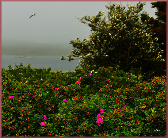 Rose, Fog and Seagull DSC_0312
