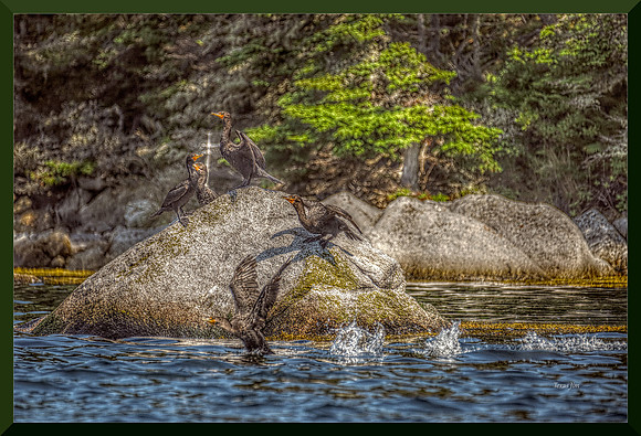 Cormorants Panicking for web DSC_3106