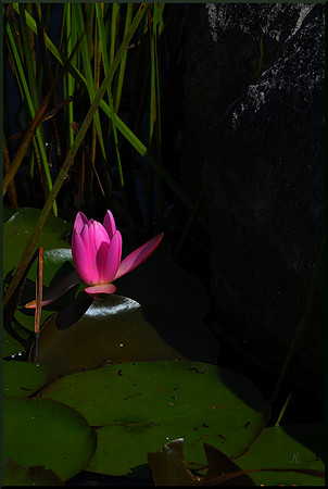 Lily Near the Shadow DSC_0635_01