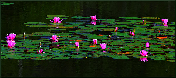 An Altogetherness of Water Lilies DSC_0639