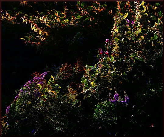 Wild Greenery at Sunset DSC_0705