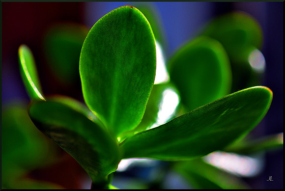 Jade Leaves with the Sun Shining Through