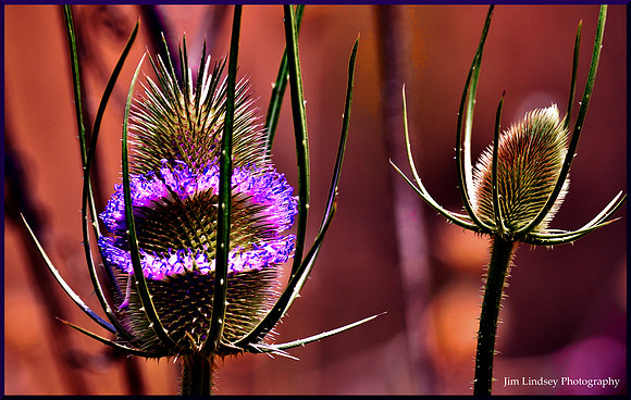 Flowering Thistle