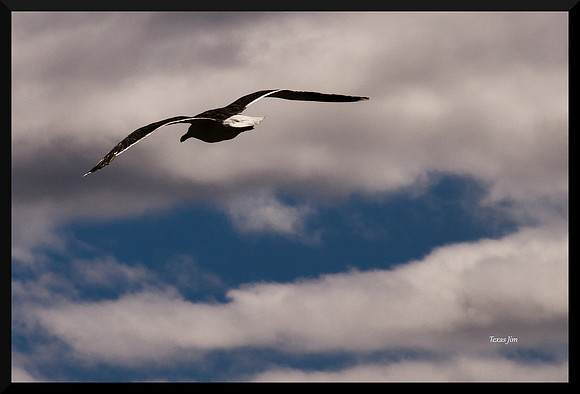 Gull Soaring DSC_2809