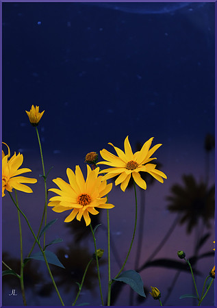 Dream Daisies DSC_0072