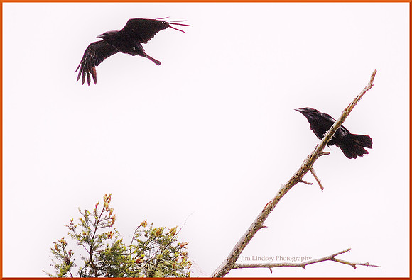 Blackbird Fly w border DSC_0557