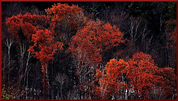 Vermont Hillside for web DSC_2714