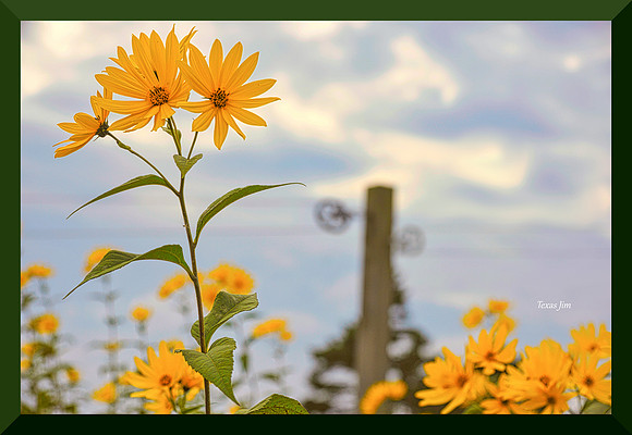 Sunflowers for web DSC_5352