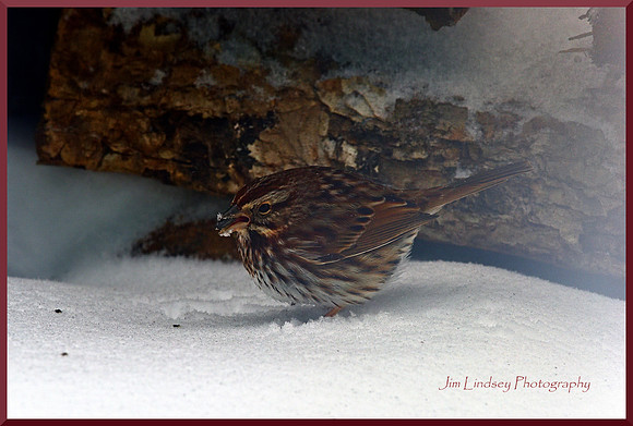 Sparrow with Seed in Beak in Snow Storm for web DSC_3266