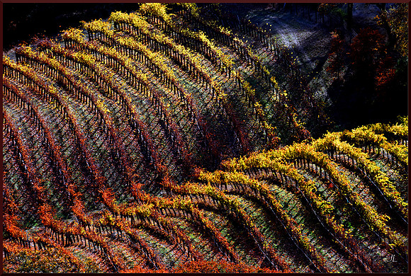 Vines Across the Way for web DSC_2818_01