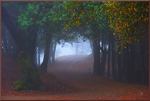 Foggy Road to Linholme for web DSC_2838