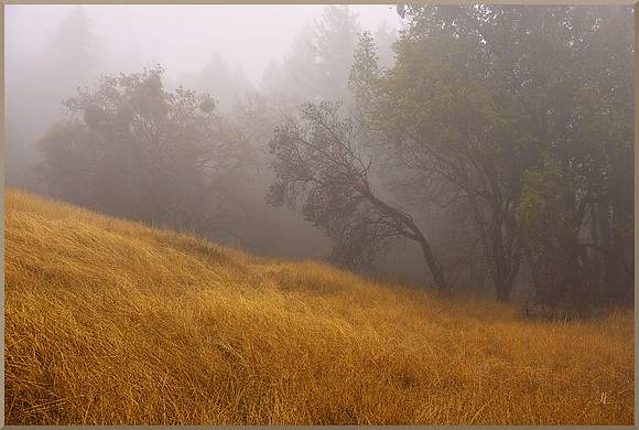 Foggy Hillside in Mendocino for web DSC_2836