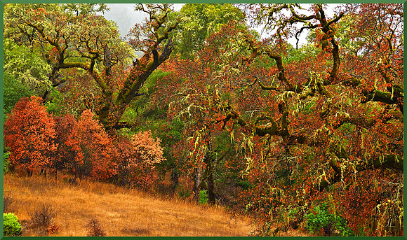 Enchanted Forests of Linholme for web DSC_2827