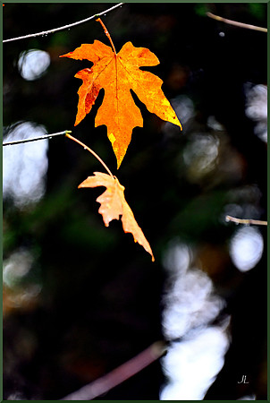 One Gold Leaf for web DSC_2846