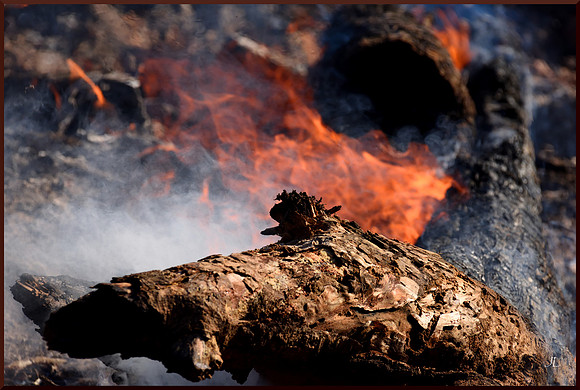 Burning the Piles DSC_2860