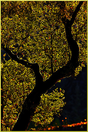 Live Oak Lit from the Valley for web DSC_2887