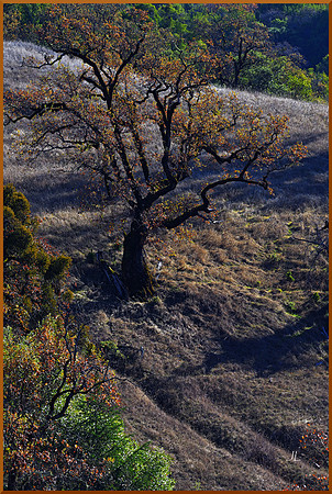 Alone on a Hill for web DSC_2897