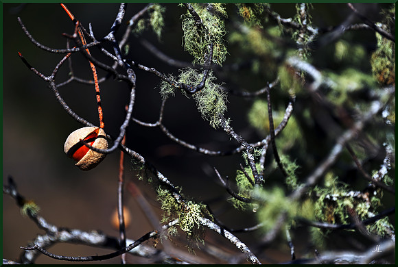 Buckeye and Spanish Moss DSC_2900